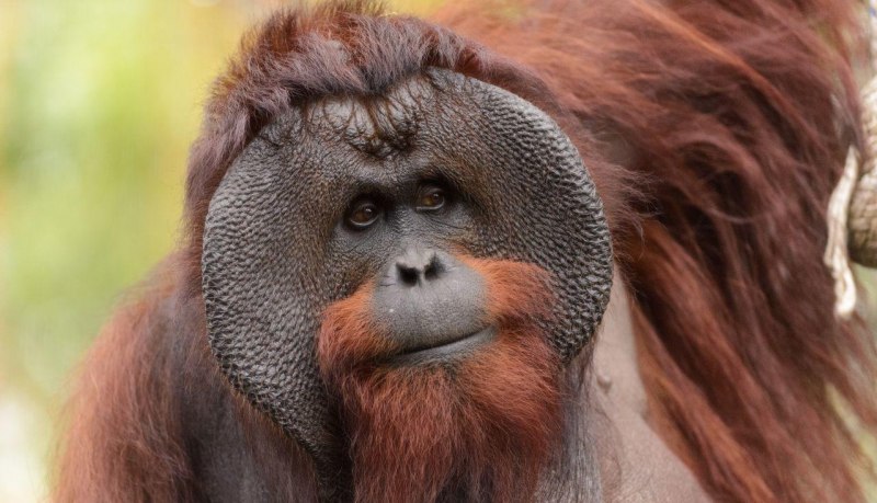 Калимантанский орангутан pongo pygmaeus
