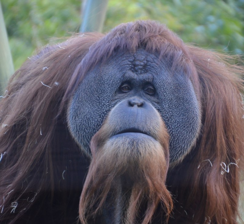 Калимантанский орангутан pongo pygmaeus