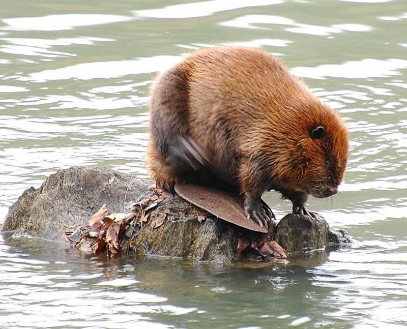 Grooming beaver бобёр