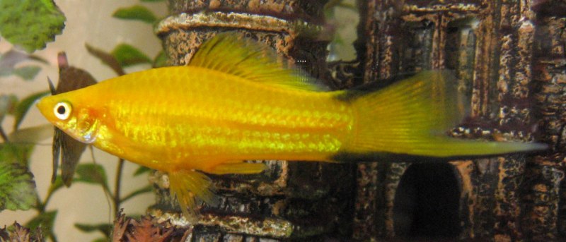 Меченосец зеленый неоновый (Xiphophorus hellerii)