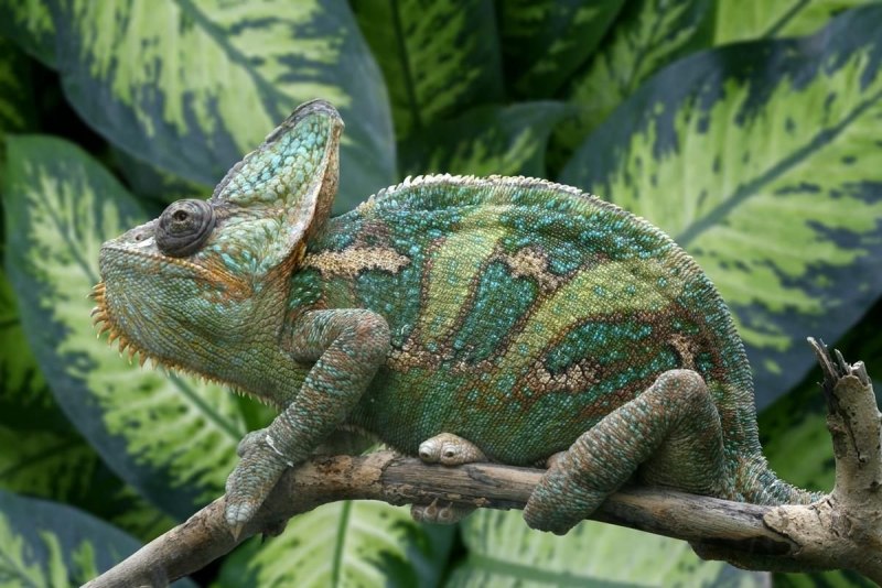 Bradypodion thamnobates