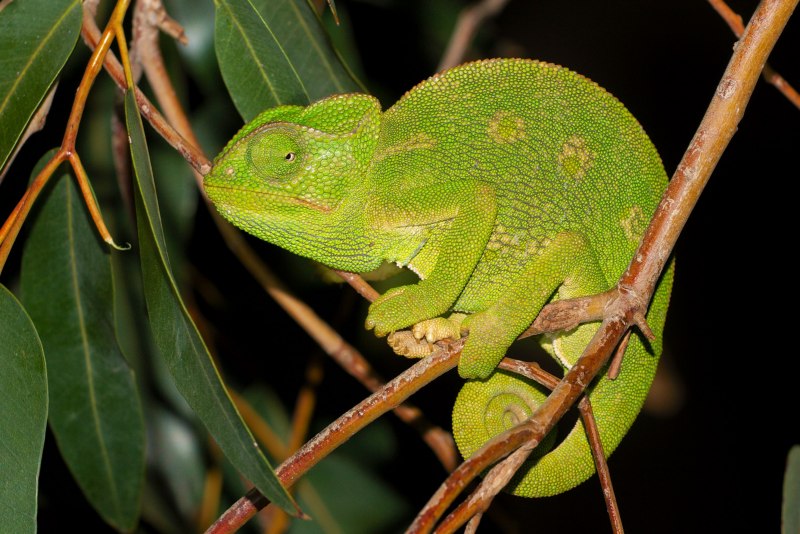 Хамелеон (Chamaeleo Chamaeleon)