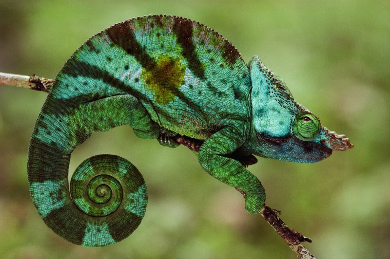 Гигантский хамелеон Furcifer oustaleti