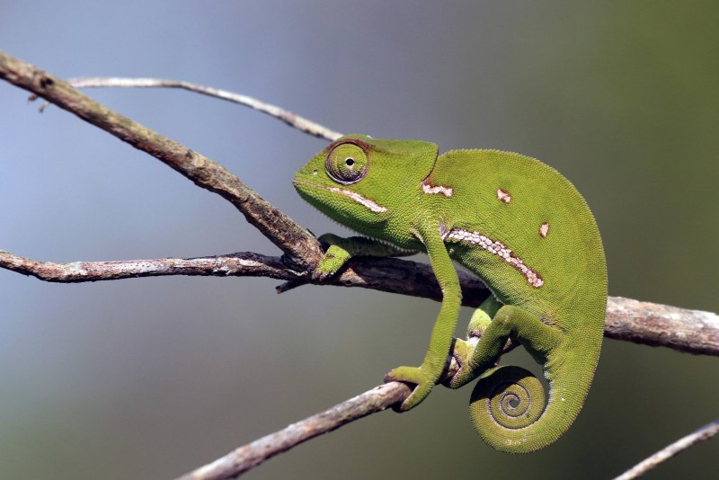 European Chameleon