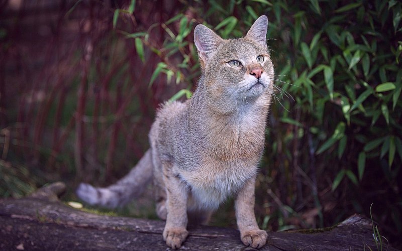Камышовый кот (Хаус) (Felis Chaus)