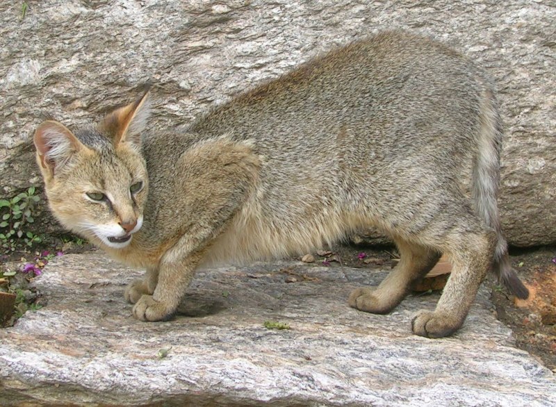 Дикий камышовый кот