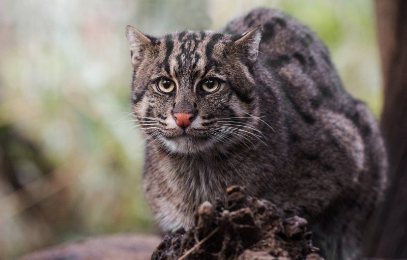 Камышовый кот (Хаус) (Felis Chaus)