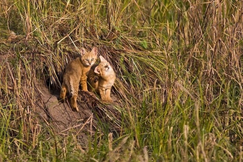Камышовый кот