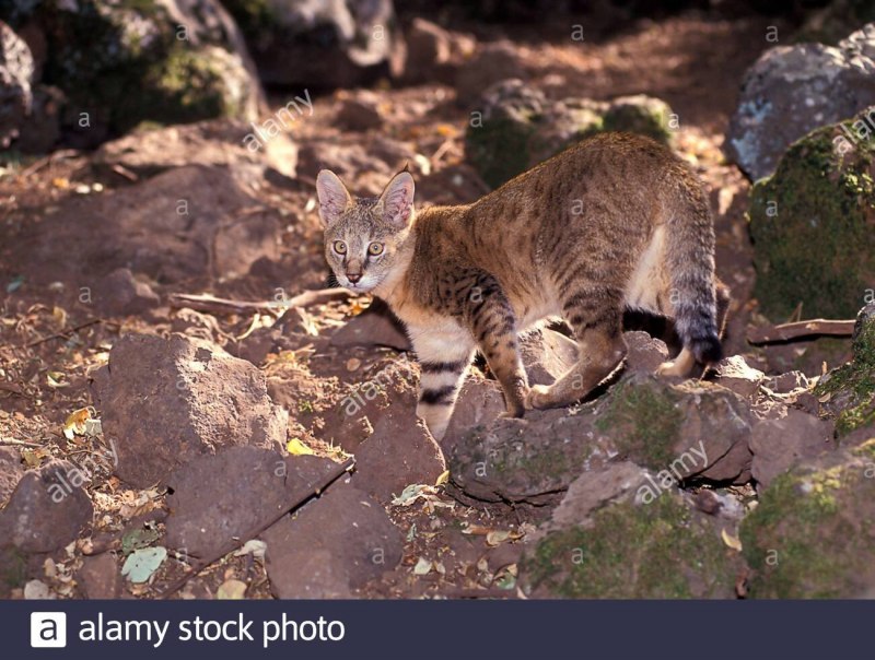 Лесной кот