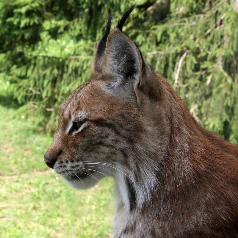 Европейский Лесной кот камышовый