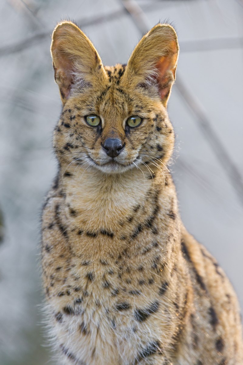 Дикий кот камышовый кот