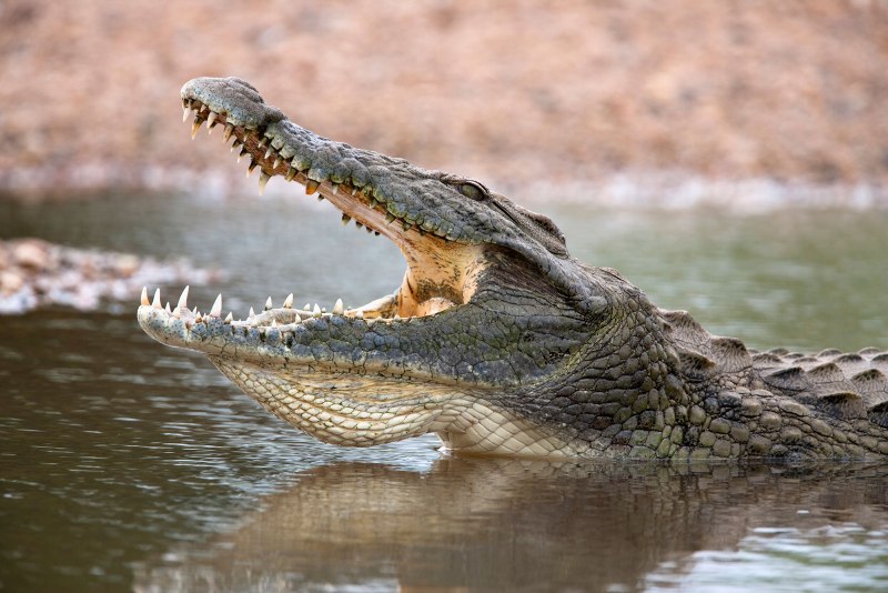Нильский крокодил Crocodylus niloticus