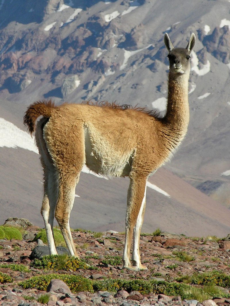 Гуанако (Lama guanicoe)
