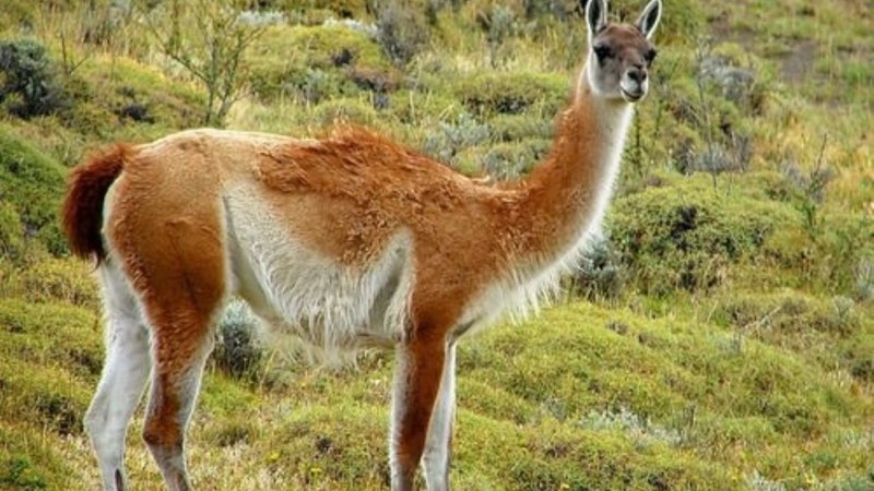 Лама гуанако в Южной Америке