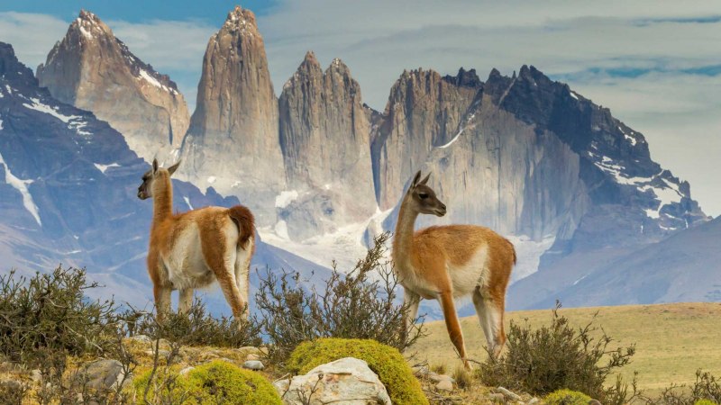 Лама Южная Америка