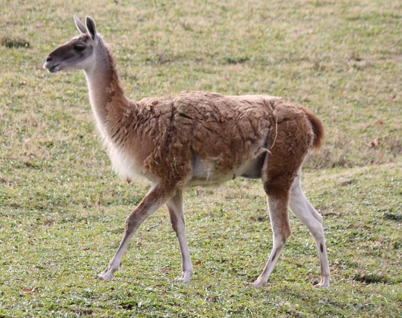 Гуанако в Южной Америке