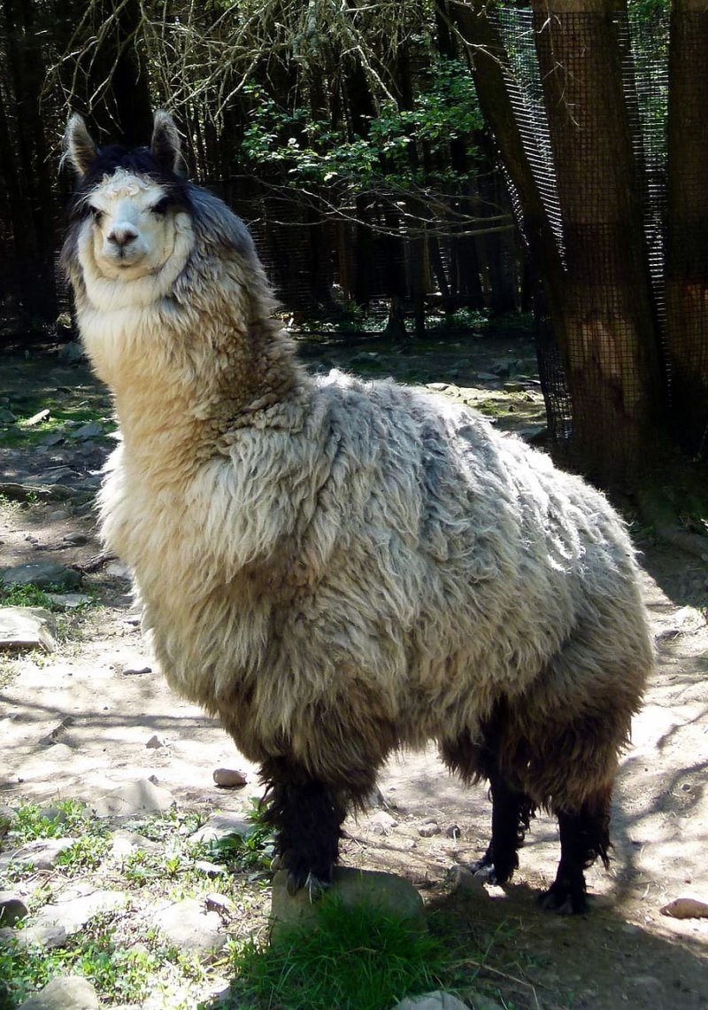 Дикие альпаки
