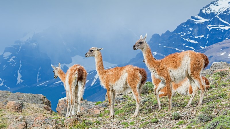 Лама гуанако в Южной Америке