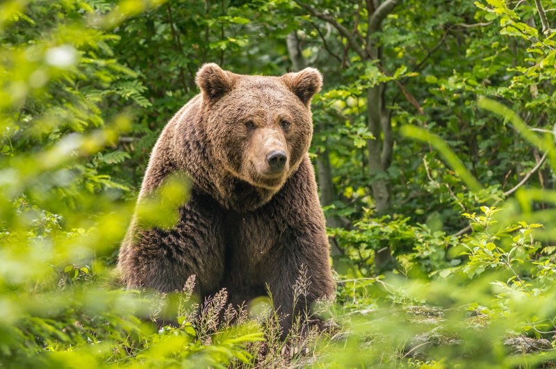 Бурый медведь (Ursus arctos)