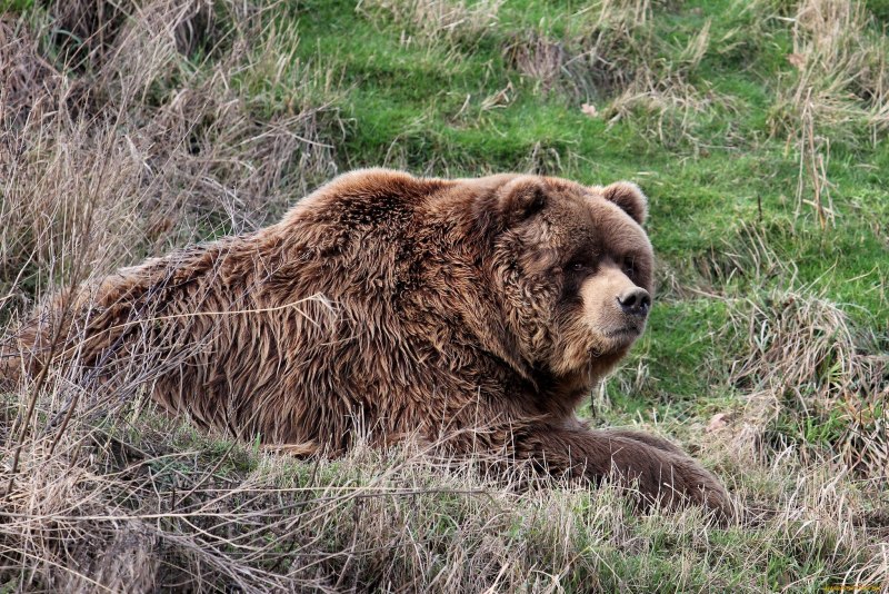 Северная Америка медведь Гризли