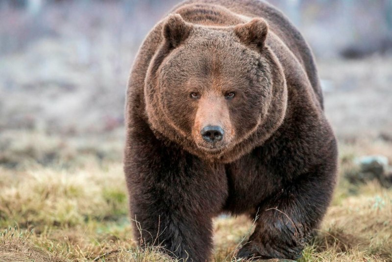 Северная Америка медведь Гризли