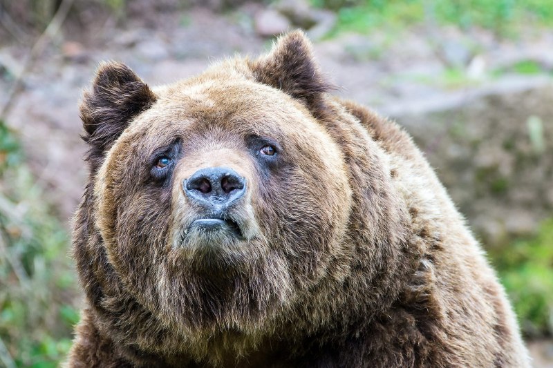 Ursus arctos Piscator