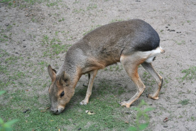 Лама гуанако в Южной Америке