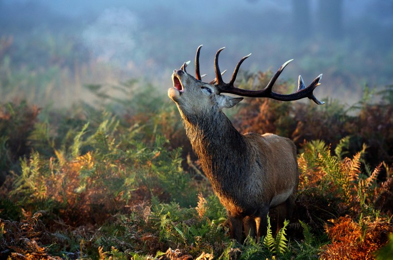 Пятнистый олень (Cervus Nippon)