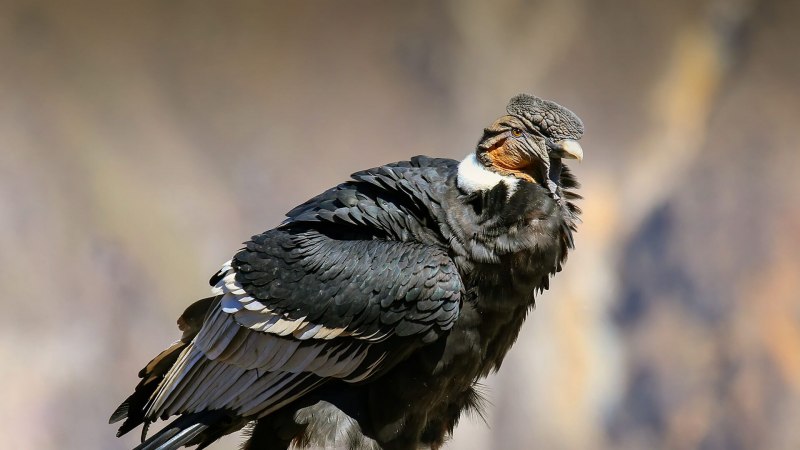 Кондор Южной Америки