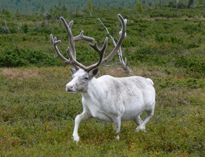 Лама гуанако в Южной Америке
