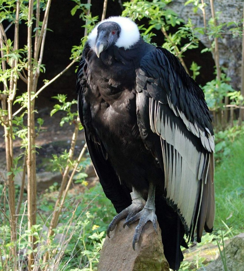 Lycalopex culpaeus