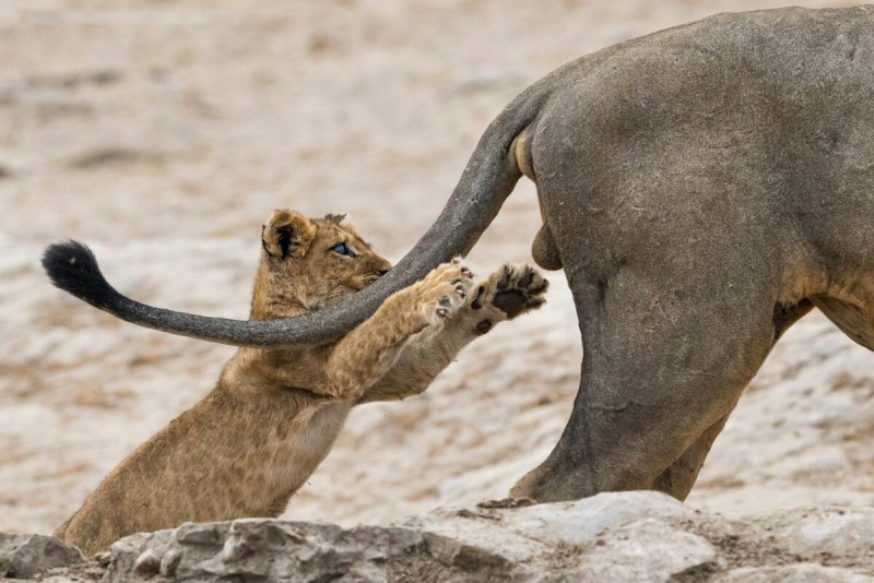 Comedy Wildlife Photography Awards 2020