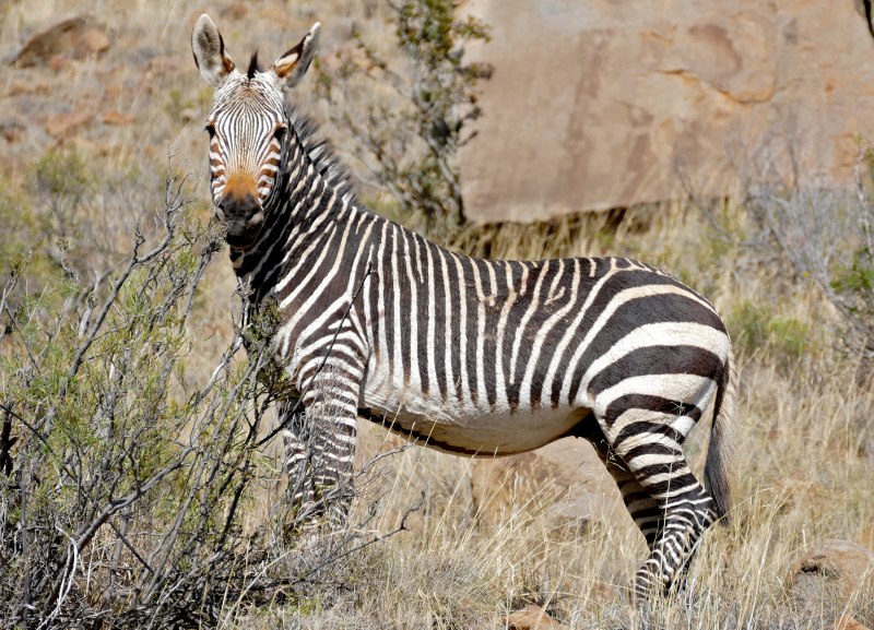 Квагга (Equus quagga)