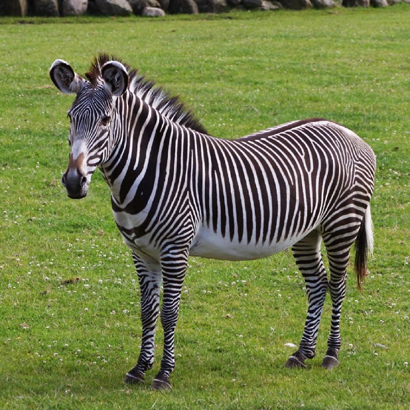 Eating Zebra