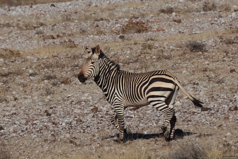 Горная Зебра Equus Zebra
