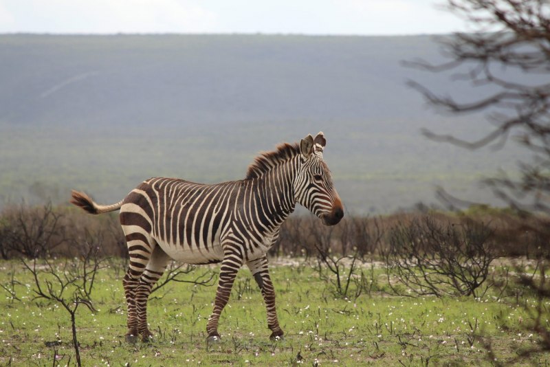 Горная Зебра Equus Zebra
