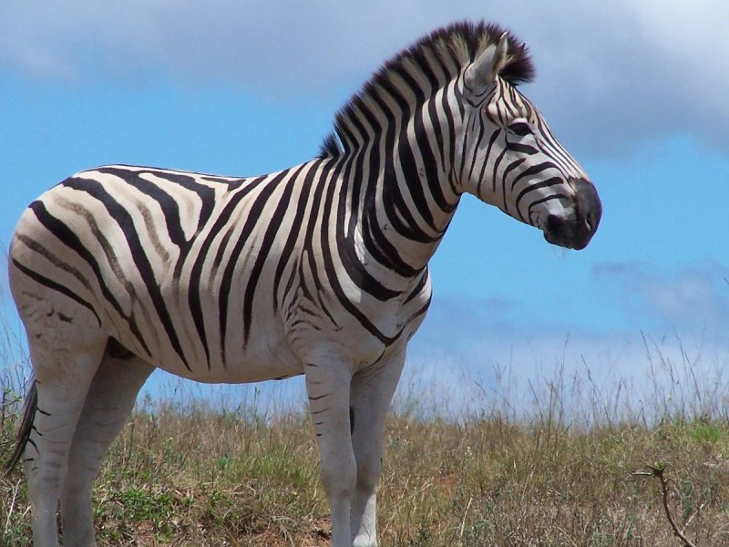 Mountain Zebra National Park