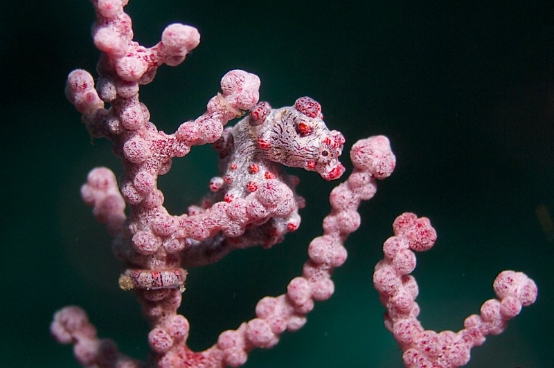 Hippocampus bargibanti