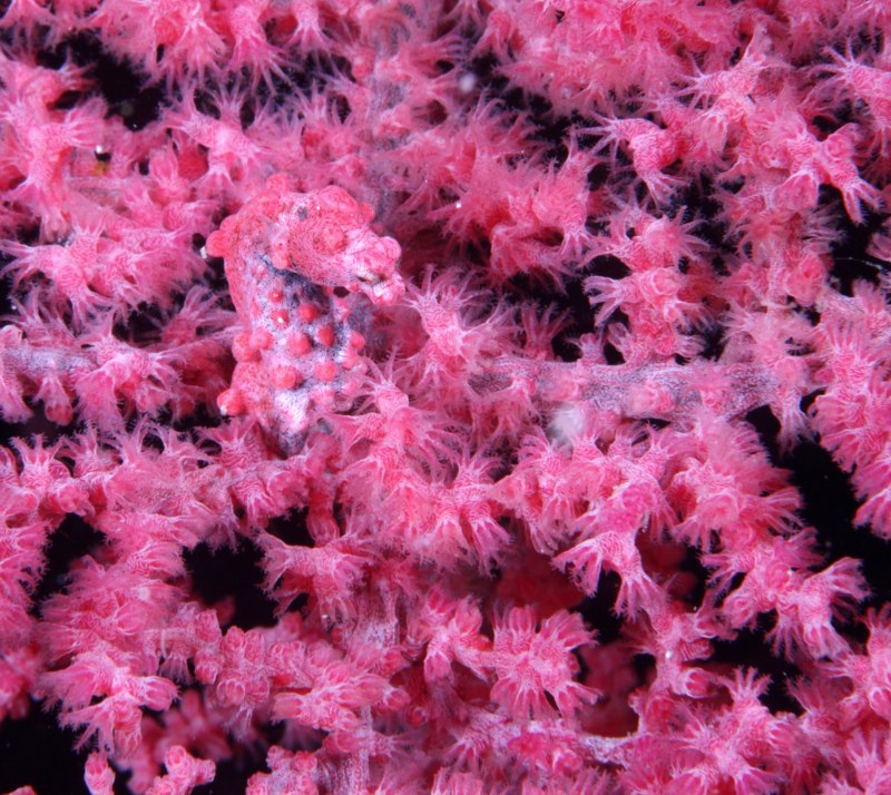 Hippocampus zosterae – миниатюрный морской конек.