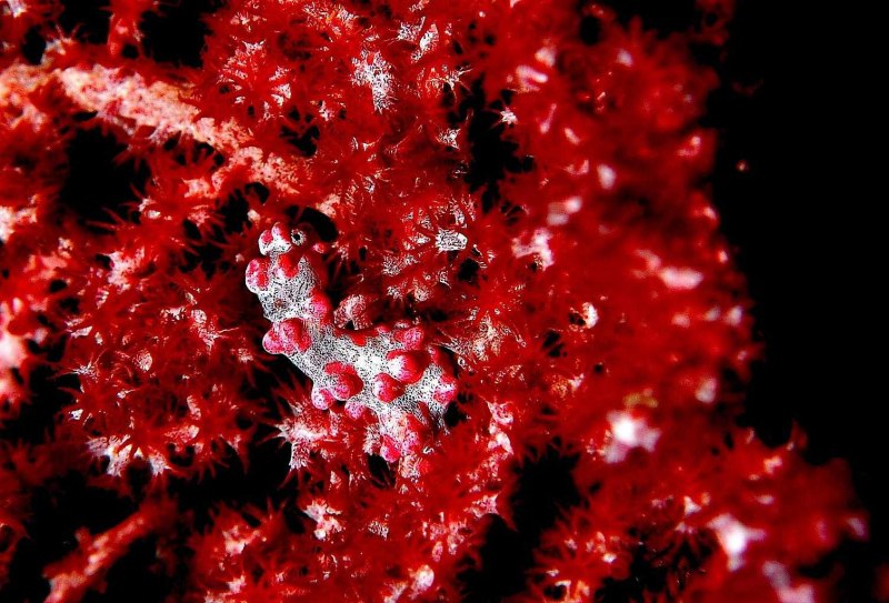 Морской конёк (Hippocampus guttulatus)