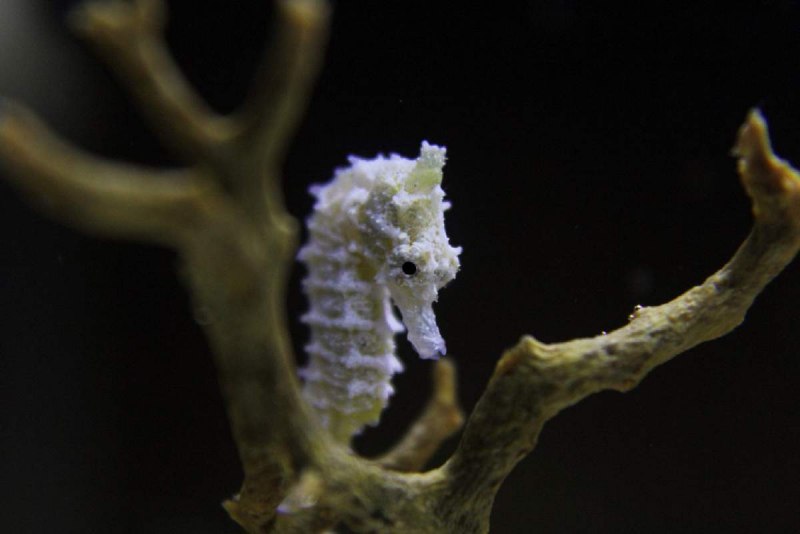 Hippocampus zosterae – миниатюрный морской конек.