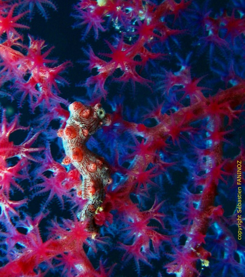 Hippocampus Hippocampus морской конёк