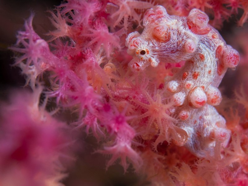 Морской конёк (Hippocampus guttulatus)