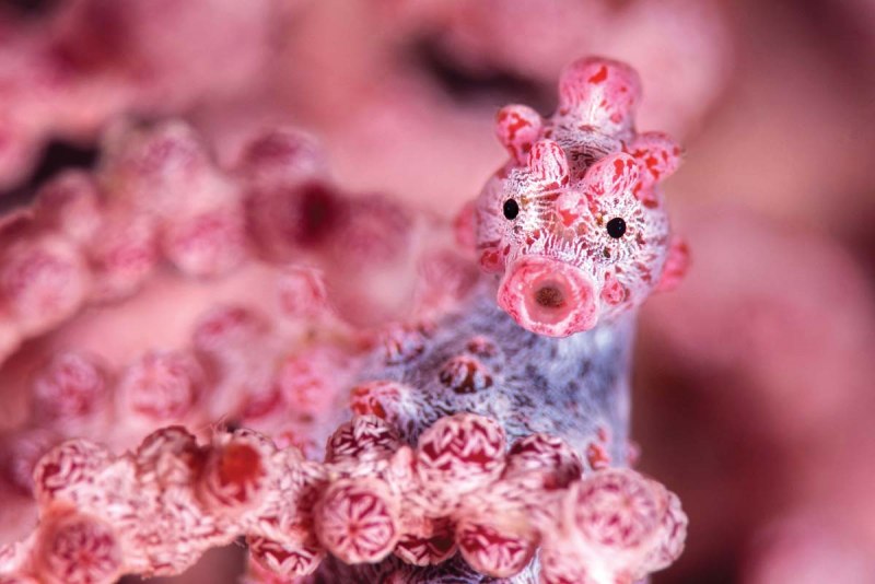 Hippocampus zosterae