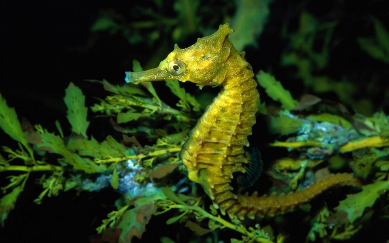 Gorgonia species
