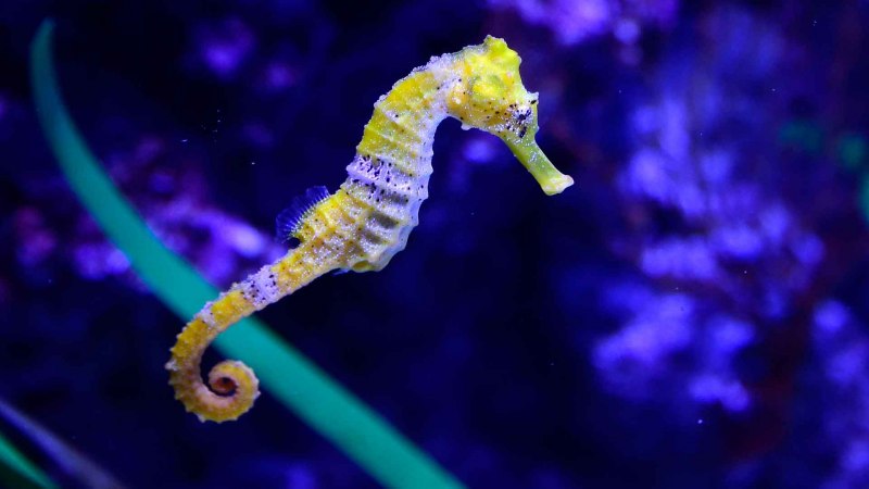 Seahorse Camouflage