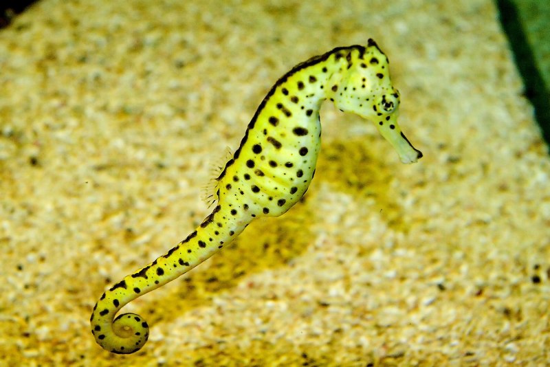 Эмбрионы морских коньков