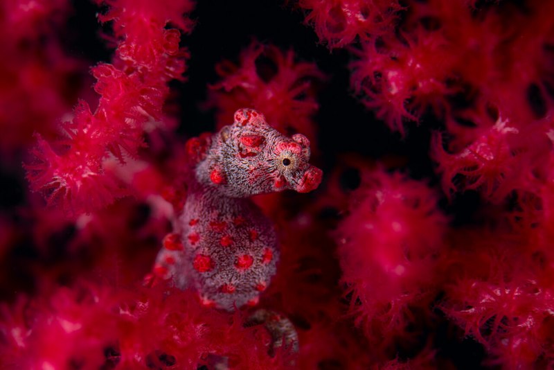 Морской конёк (Hippocampus guttulatus)