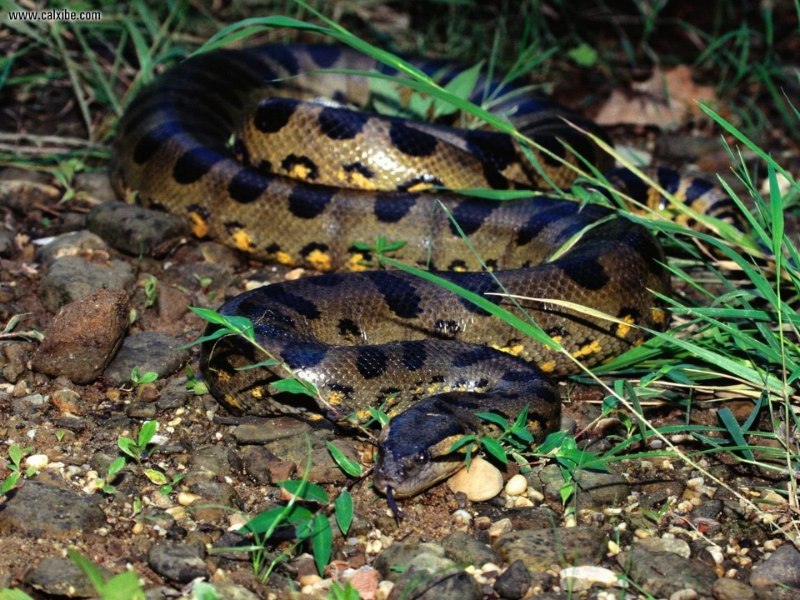 Анаконда eunectes murinus