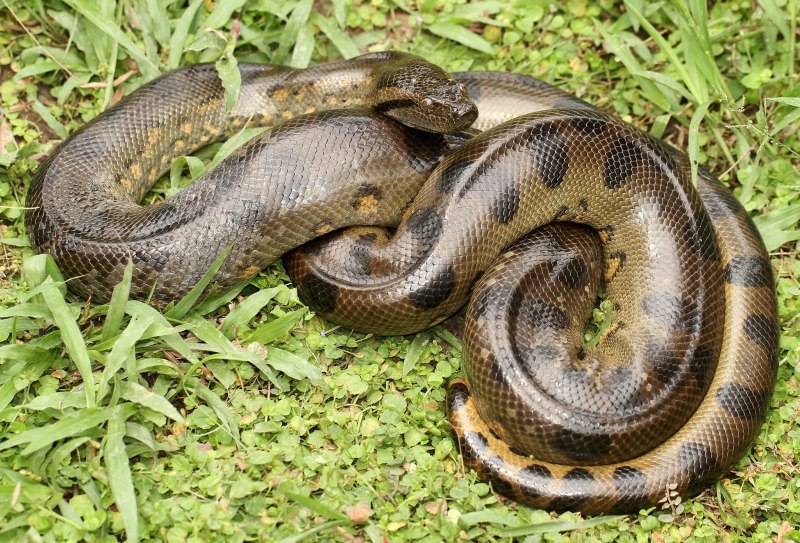 Анаконда eunectes murinus